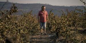 800  900 hectares de vignes sont partis en fume cette semaine dans l'incendie historique qui a touch le massif des Corbires.