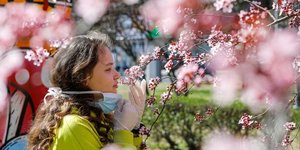 Arbre en fleurs pendant l'épidémie de coronavirus