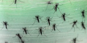 Deux cas autochtones de dengue deceles dans le gard
