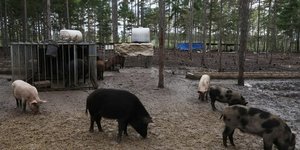 Elevage de cochons en Chine