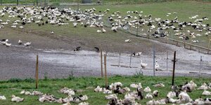 Grippe aviaire: la france prevoit d'abattre 600.000 canards