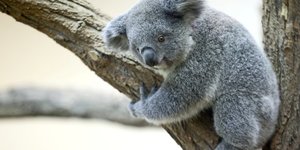 La population de koalas australiens a diminue d'un tiers en trois ans