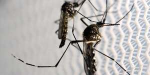 Moustique Aedes aegypti