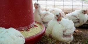 Un foyer de grippe aviaire detecte en haute-corse
