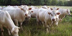 Vache charolaise