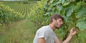 Vigne vin IroulEguy