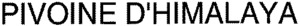 PIVOINE D'HIMALAYA_logo